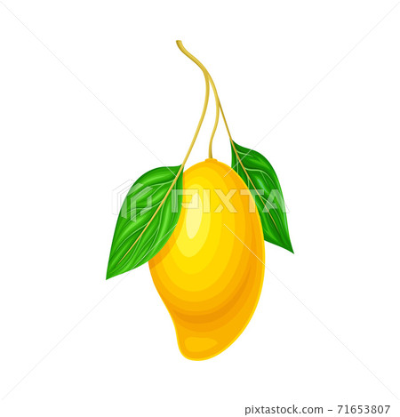 Mature Mango with Waxy Smooth Skin and Stem Vector Illustration 71653807
