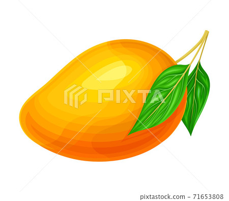 Mature Mango with Waxy Smooth Skin and Stem Vector Illustration Mature Mango with Waxy Smooth Skin and Stem Vector Illustration 71653808