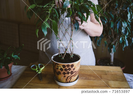 How to Weave weeping fig Plant Stem. Methods and patterns of weaving ficus Benjamina at home. Woman weaves Stems of houseplant How to Weave weeping fig Plant Stem. Methods and patterns of weaving ficus Benjamina at home. Woman weaves Stems of houseplant 71653897