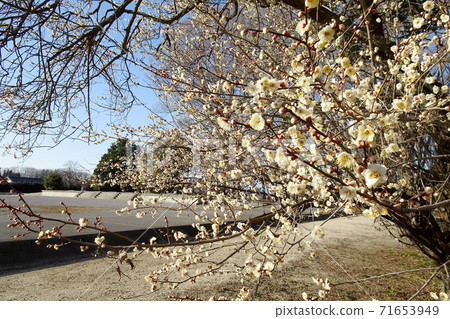 在歷史古蹟上盛開的梅花風景/下野國分寺的廢墟（To木縣下野市） 71653949