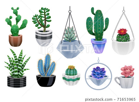 Cactus Plants Icon Set 71653965