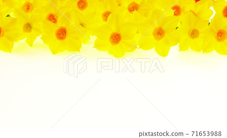 黃水仙線 71653988