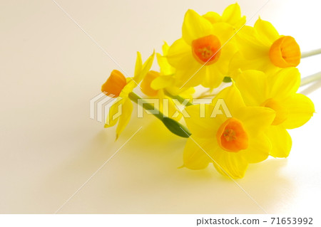 黃渤水仙（特寫） 71653992