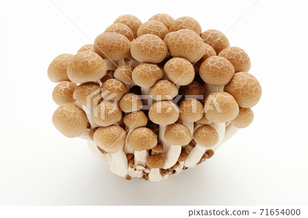 Bunashimeji white background white background 71654000