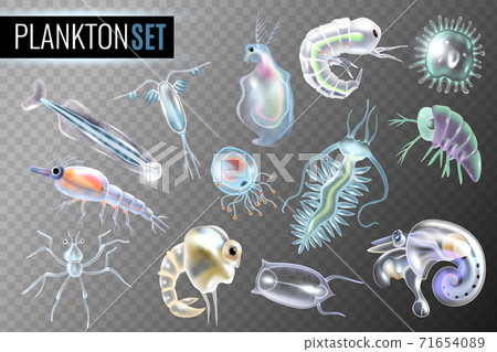 Plankton Transparent Set 71654089
