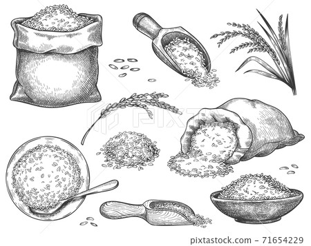 Hand drawn rice flour. Retro engraving cereal spikelets of wheat, rye, barley, basmati or jasmine rice. Grains in sack and scoop vector set 71654229