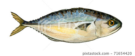 Mackerel fish watercolor illustration. 71654420