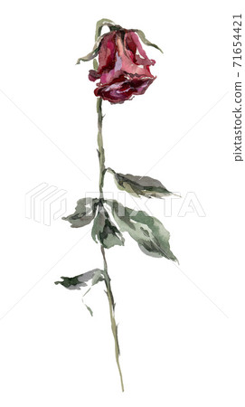 Dry red rose with leaves watercolor illustration. 71654421