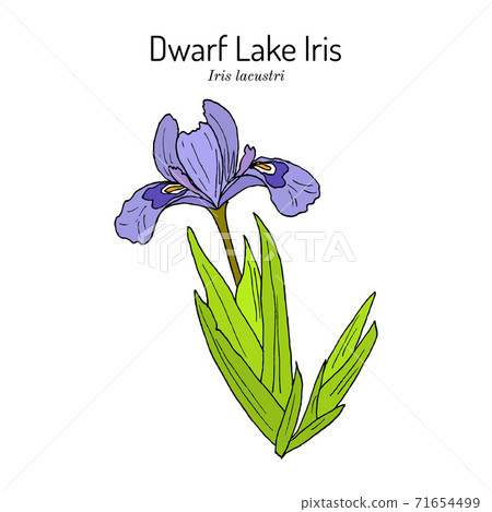 Dwarf lake iris Iris lacustris , state wild flower of Michigan 71654499