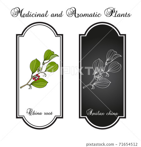 China root Smilax china , medicinal plant. 71654512