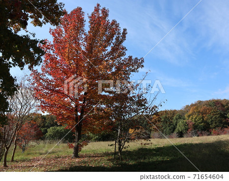 A park 5 minutes from Seishin Chuo Station Seishin Chuo Park Autumn leaves 71654604
