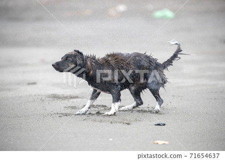 狗變濕並搖動 狗變濕並搖動 71654637