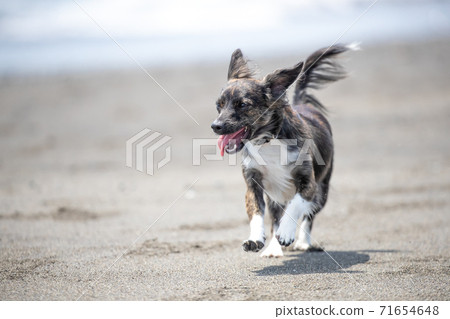 Dog running on the beach Dog running on the beach 71654648