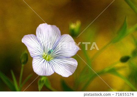 亞麻花開時 亞麻花開時 71655174