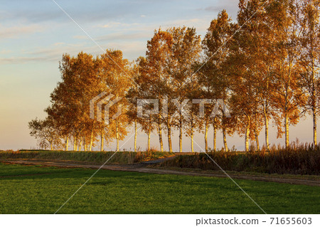 Autumn birch trees bathing in the morning sun Biei-cho, Hokkaido Autumn birch trees bathing in the morning sun Biei-cho, Hokkaido 71655603