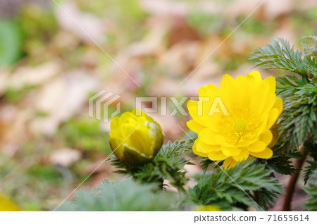 Amur adonis flowers and buds 71655614