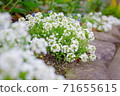 Sweet alyssum blooming in the flowerbed 71655615