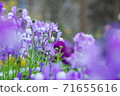 Light purple linaria blooming in the flowerbed 71655616