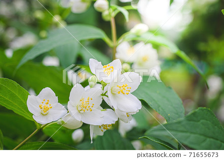 Twig with white jasmine flower in spring 71655673