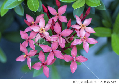 Chinese ixora flowers in full bloom Chinese ixora flowers in full bloom 71655786