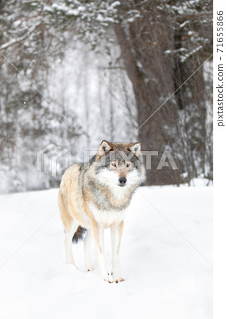 Beautiful wolf standing in the snow in beautiful fairytale looking cold winter forest 71655866