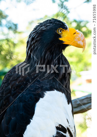 Steller's sea eagle, eagle, eagle, bird, hawk, cool, 71655998