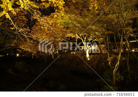 六甲高原植物園 - 燈光秀（兵庫縣神戶市灘區六甲山町） 71656051