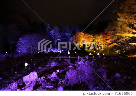 Rokko Kogen Botanical Garden - Illumination (Rokkosan-cho, Nada-ku, Kobe City, Hyogo Prefecture) Rokko Kogen Botanical Garden - Illumination (Rokkosan-cho, Nada-ku, Kobe City, Hyogo Prefecture) 71656065