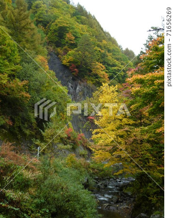 Autumn leaves of Shirahone Onsen, Gifu Prefecture 71656269