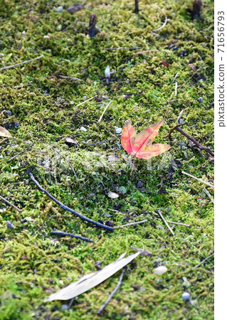 Autumn leaves near Jozanen Shisenkaku 71656793