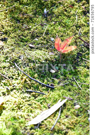 Autumn leaves near Jozanen Shisenkaku 71656795