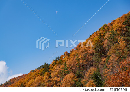 Blue sky, moon and autumn leaves 71656796