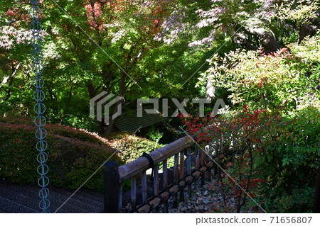 Autumn leaves near Jozanen Shisenkaku Autumn leaves near Jozanen Shisenkaku 71656807