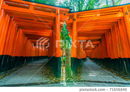Senbon Torii Of Fushimi Inari Taisha Shrine Kyoto Stock Photo