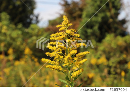 Yellow flowers of Solidago altissima blooming in the autumn field 71657004