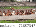 Chickens on free range poultry farm. Birds outdoor behind fence 71657347