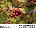 Red hawberry of Crataegus monogyna, known as hawthorn or single-seeded.Autumn organic harvest 71657352