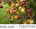 Red hawberry of Crataegus monogyna, known as hawthorn or single-seeded.Autumn harvest 71657354