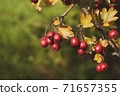 Red hawberry of Crataegus monogyna, known as hawthorn or single-seeded hawthorn 71657355