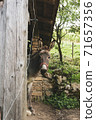 Donkey sticking out of the barn. Home farm, cute animal 71657356