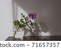 Violet Regal Pelargonium flower, home and garden plant, in glass vase on wooden table. 71657357