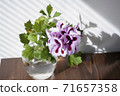 Pink Regal Pelargonium flower, home and garden plant, glass jar on wooden table. 71657358