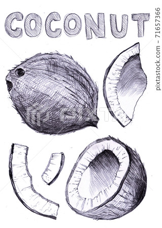 Fruit pencil drawn, coconut tropical food hand drawn, illustration package design, chips, milk, coconut oil. Fruit pencil drawn, coconut tropical food hand drawn, illustration package design, chips, milk, coconut oil. 71657366