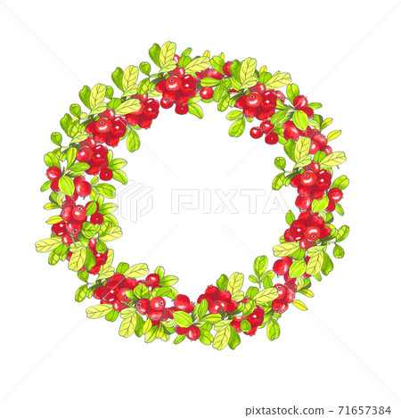 Hand drawn cranberry wreath. Illustration of red and green berries. Good for save the date cards, Wedding invitations and Thank You cards. Package design decorative element Hand drawn cranberry wreath. Illustration of red and green berries. Good for save the date cards, Wedding invitations and Thank You cards. Package design decorative element 71657384