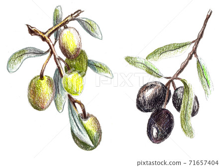Fresh olives, hand drawn with pencil. Illustration for menu restaurant, olive oil package design. 71657404