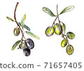 olives, green and black. Illustartion for recipe book, menu and olive oil design. 71657405