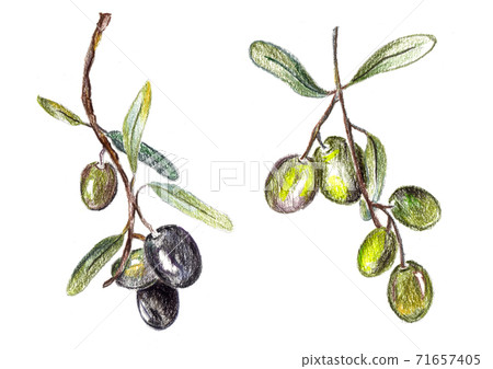 olives, green and black. Illustartion for recipe book, menu and olive oil design. olives, green and black. Illustartion for recipe book, menu and olive oil design. 71657405