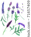 Violet lavender flowers set, sketch drawn with colord pencils 71657409