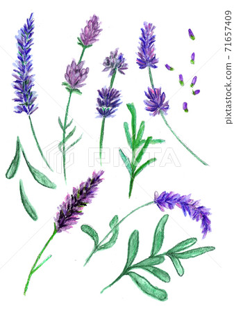 Violet lavender flowers set, sketch drawn with colord pencils Violet lavender flowers set, sketch drawn with colord pencils 71657409