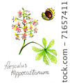 Wild chestnut flower and nut pencil drawn. 71657411